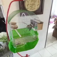 دو عدد طوطی برزیلی خوشگل|پرنده|رشت, سعدی (تختی)|دیوار