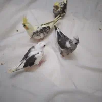 عروس هلندی ۴ عدد جوجه