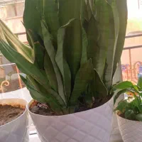 گل و گیاه|گل و گیاه طبیعی|سقز, |دیوار