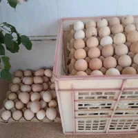 تخم مرغ محلی