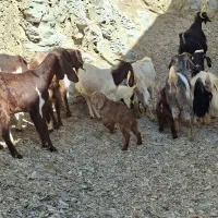 فروش 9راس بز وچپش نژاد دار