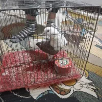 کبوتر  زیبا زرنگ