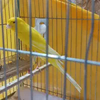 قناری رسمی بلند نر خانگی