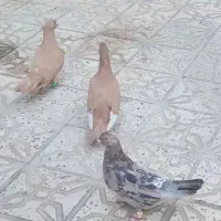 کبوتر ۴جفت خوشرنگ هفرنگ جفتی ، پرشی