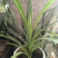 گل طبیعی پاندانوس