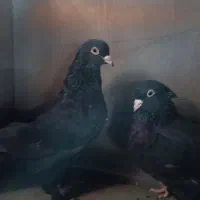 مرغ و کفتر|پرنده|رودان, |دیوار