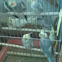 عروس هلندی|پرنده|نوشین شهر, |دیوار