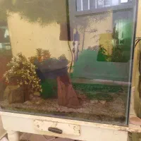 آکواریوم