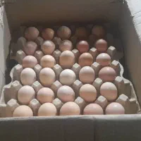 عرضه وپخش تخم مرغ محلی