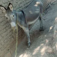 الاغ مادیون