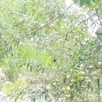 باغ حصار شده 700متری