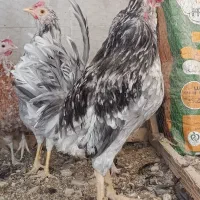 خروس طوسی گلین