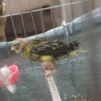 ماده سبز|پرنده|شاهدشهر, |دیوار