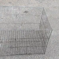 مرغ عشق دستی بالغ با قفس|پرنده|دوگنبدان, |دیوار