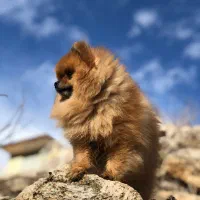 پامر خرسی نر (جهت کشش)|سگ|شاهینشهر, حافظ شمالی|دیوار