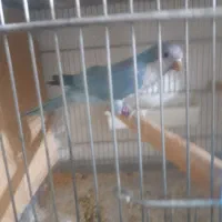 طوطی راهب نر