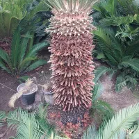 سیکاس|گل و گیاه طبیعی|تهران, آشتیانی|دیوار