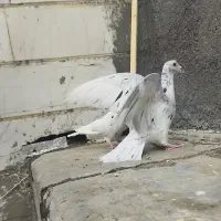 سار و ماده مشکی کرمونی