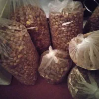 قصب تازه درجه یک صادراتی|خوردنی و آشامیدنی|شیراز, شهرک گلستان شمالی|دیوار