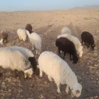 گوسفند|حیوانات مزرعه|سربیشه, |دیوار