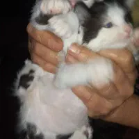 ۳ بچه گربه واگزار میشه رایگان