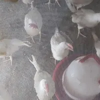 خروس  سه ماهه|پرنده|هشتگرد, |دیوار