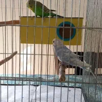 مرغ عشق مولد|پرنده|بجنورد, |دیوار