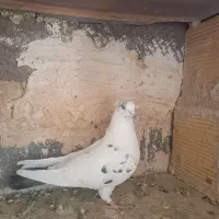 کبوتر تهرانی