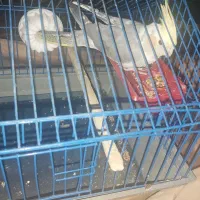 طوطی عروس دستی باقفس|پرنده|محمدیه-قزوین, |دیوار