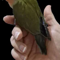 گمشده