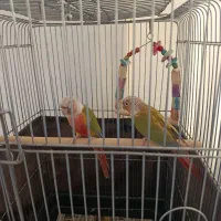 گرینچیک مولد|پرنده|اردستان, |دیوار