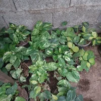 گل های خانگی