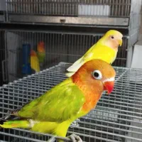 طوطی برزیلی دستی سرلاکی/جفت/نرماده/یوونگ/عروس راهب|پرنده|نظرآباد, صالح آباد|دیوار