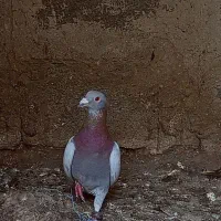 کبوتر|پرنده|منجوان, |دیوار