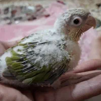 جوجه گرینچیک سرلاکی آناناسی رد|پرنده|مهریز, |دیوار