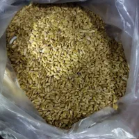 گندم تمیز عالی بذری