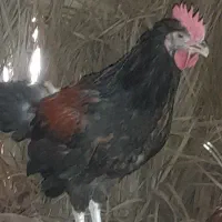 مرغ و خروس محلی‌ چاق برای کشتار|حیوانات مزرعه|کهنوج, |دیوار