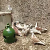 کبوتر