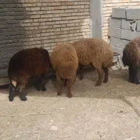 پنج عددگوسفند
