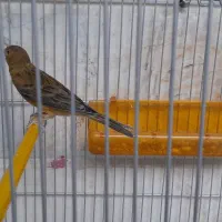 دوعدد جوجه قناری نر