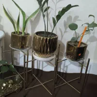 گیاهان سر حال