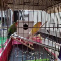 مولد کوتوله برزیلی کار داده