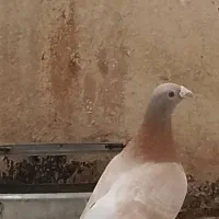 زرد هفت رنگ زینتی