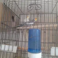 حراج عروس هلندی همه مولد جمع آوری سالن|پرنده|پاکدشت, خاتون آباد|دیوار