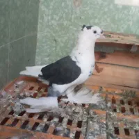 کفتر قیمت مناسب