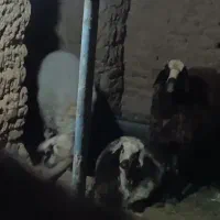 بره نر فروشی 5 راس .میش.گوسفند.شیشک