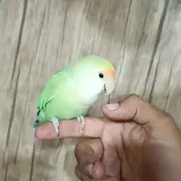 طوطی کوتوله برزیلی اهلی