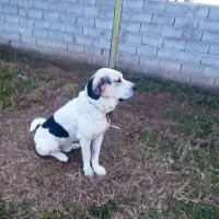 پژدر نر سه ساله