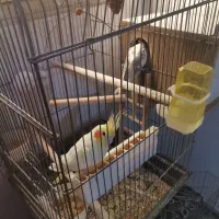 عروس هلندی جفت