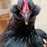 مرغ و خروس نژاد دار